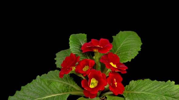 Timelapse of Red Primula ( Primrose ) Flower Blooming