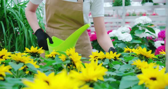 Unrecognizable Woman Watering Flowers in Greenhouse