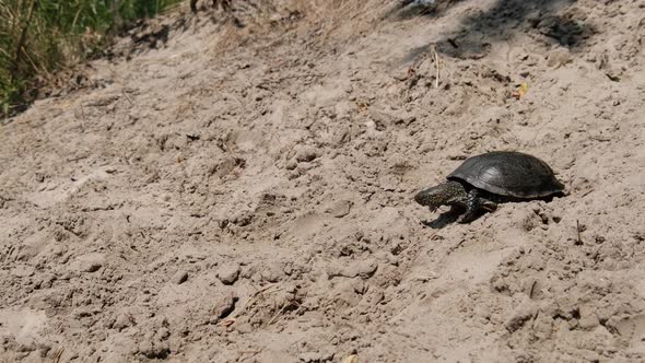 River Turtle Crawls on the Sand to the Water in Summer Slow Motion