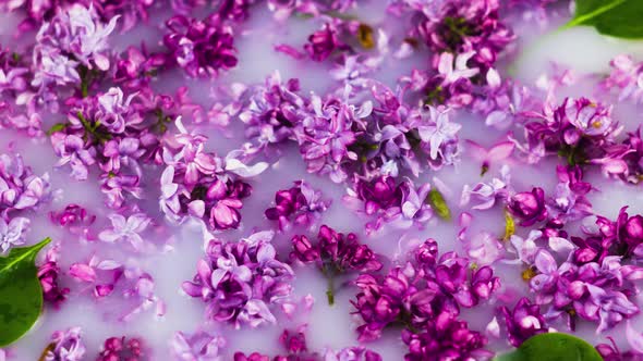 Small Various Flowers of Lilac are Scattered in Milk Closeup