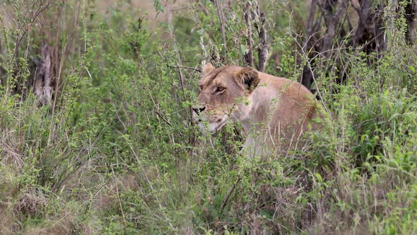 A Lioness Stalking Prey