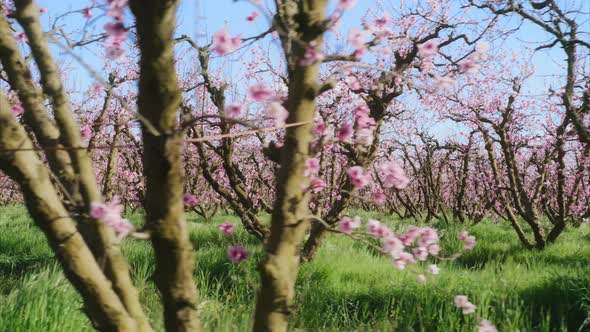 Natural Beauty of Full Bloom Within Lavish Orchard in Early Spring