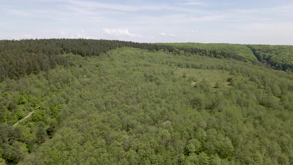 Ukraine Beautiful Forests Trees in Summertime - Aerial Flight