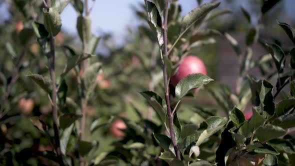 Beautiful red apple comes into focus as camera moves around it in a rural orchard in West Virginia