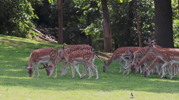 Fallow deer family in a green meadow in summer (Dama dama)