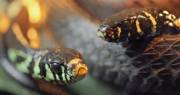 Spilotes Pullatus, Commonly Known As the Caninana,chicken Snake,yellow Rat Snake