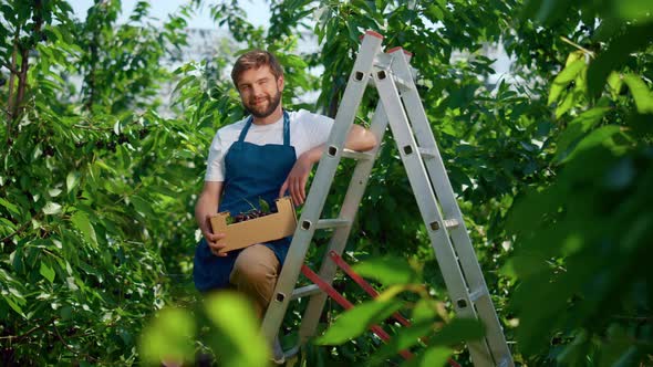 Agribusiness Owner on Farm Doing Hard Work Collecting Cherry in Sunny Day