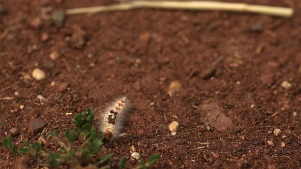 Colorful Butterfly Caterpillar Crawls Along Ground Onto Green Leaf Blurry Soft Background