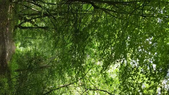 Vertical Video of a Summer Beautiful Forest in the Afternoon