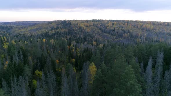 Bird's eye view of forest at evening sunset