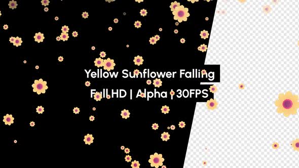 Real Sun Flower Falling with Alpha