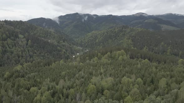 Ukraine, Carpathian Mountains: Beautiful Mountain Forest Landscape. Aerial, Flat, Gray