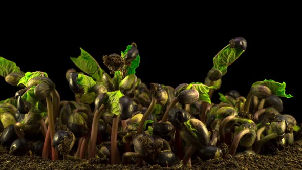 Beans Germination on Black Background