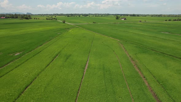 The Paddy Rice Fields of Kedah and Perlis, Malaysia