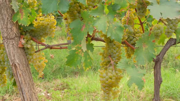 Closeup of White Grapes on Vine in Autumn Season
