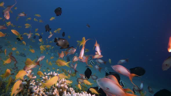 Coral Garden with Vibrant Fish