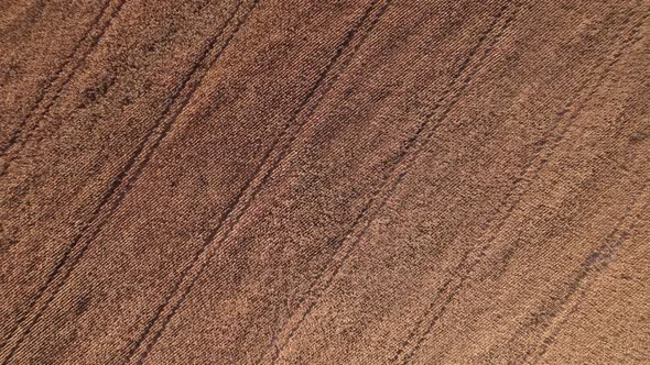 Flying over dry corn field, top view, Ukraine, Europe. Aerial view of cornfield