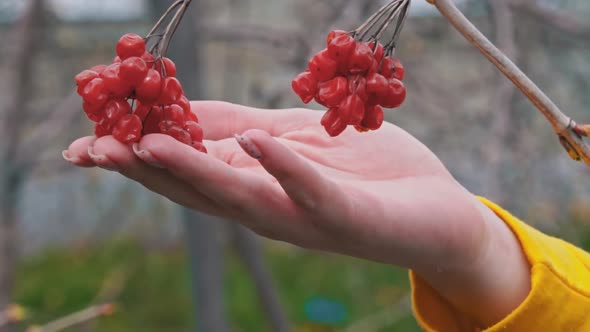 Woman's Hand Touches a Red Overripe Viburnum on a Branch