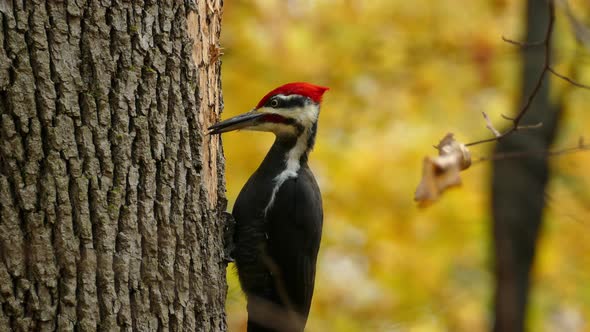 A wild pileated woodpecker, dryocopus pileatus with red capped pecking on hardwood against autumnal