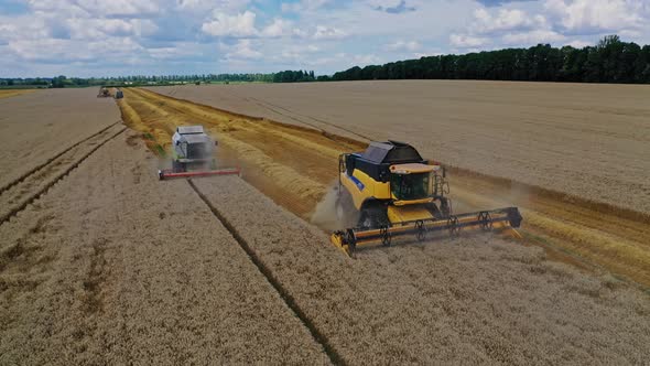 Aerial view of combine harvesting grain. Combine harvesters working on yellow wheat field