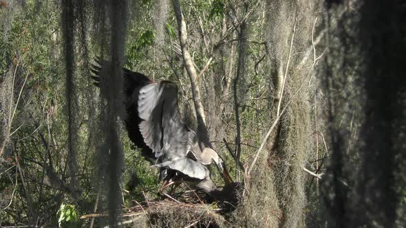 Great Blue Herons Mating