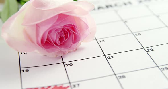 Pink rose on calendar