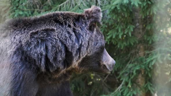 Brown Bear Walking in the Reserve Behind the Fence on a Summer Day