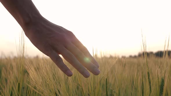 Close Up Woman Hand Gently Touching Ears Of Wheat Grain Crops At Sunset In Field