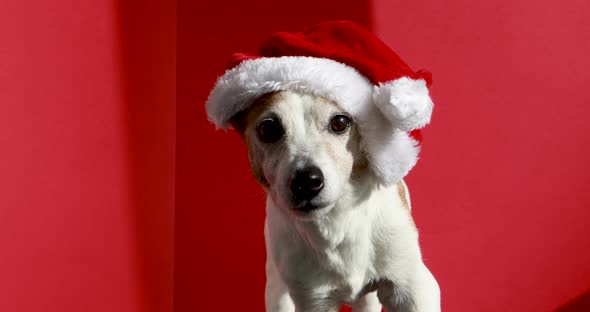 Jack Russell Terrier in Santa Hat Against Red Studio Wall