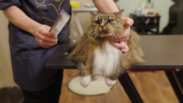 Bottom to top view of cat held in groomers hands to remove shed with brush