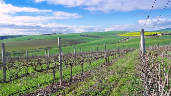 TimeLapse - Cloudsing in blue sky over green hills of countryside, shot from  vineyard, South Africa