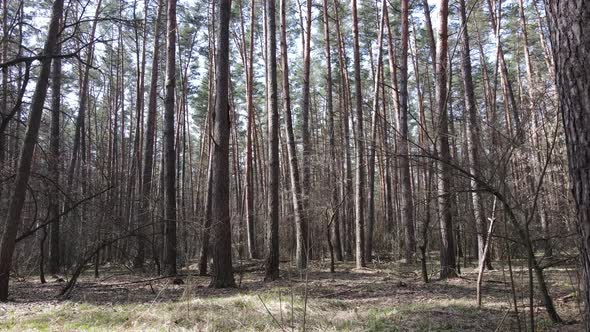 Trees in a Pine Forest During the Day Aerial View