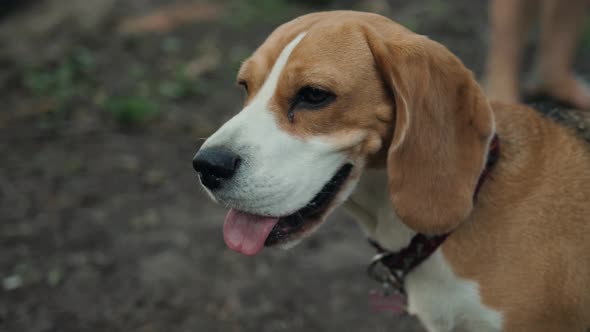 Beagle Dogs Look Forward To Eating. Dog Walking Walk with Training