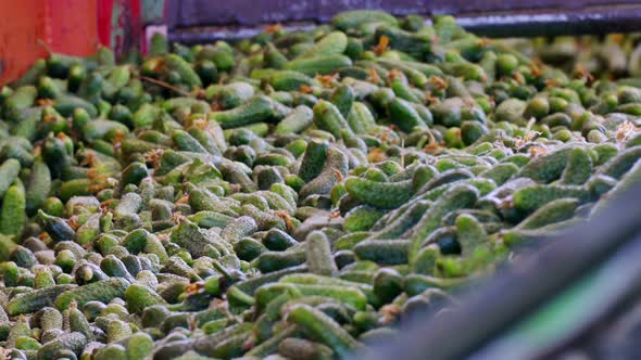 Freshly Harvested Gherkins for Further Processing