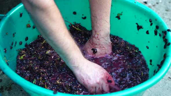 Grapetreading or Grapestomping in Traditional Winemaking