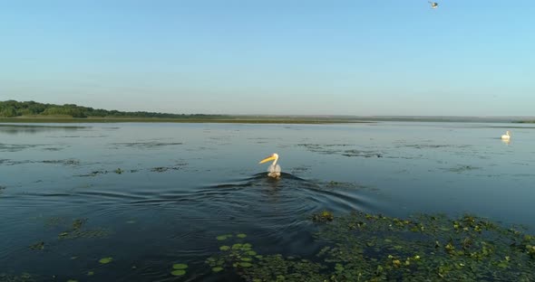 Chasing a swimming pelican and then it is flying away