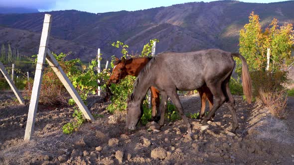 Red And Black Horse Eating Grape Leaves In Mountain Vineyard