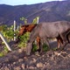 Red And Black Horse Eating Grape Leaves In Mountain Vineyard - VideoHive Item for Sale