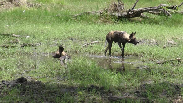 Two African wild dogs walking through a water puddle