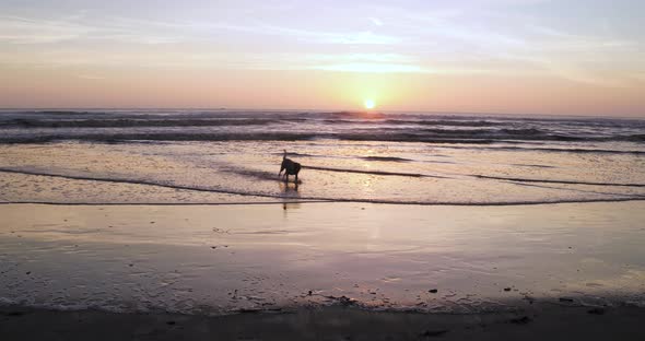 A woman enjoys playing catch with her dog during a beautiful beach sunset in 4k.