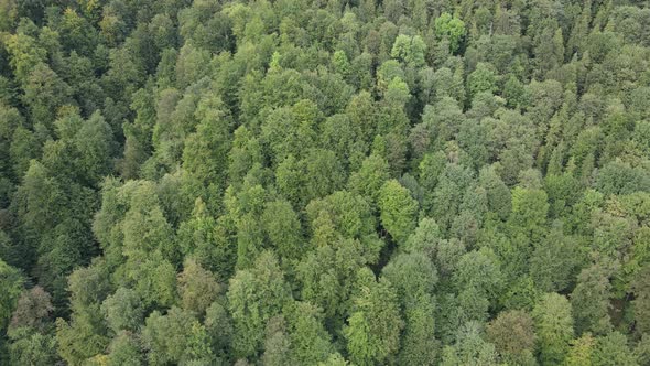 Forest in the Mountains. Aerial View of the Carpathian Mountains in Autumn. Ukraine