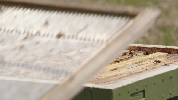 BEEKEEPING - Beekeeper covers a beehive in an apiary, slow motion close up