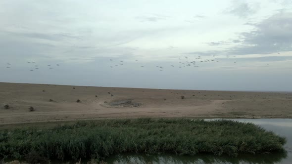 Flock of Starlings Flying in Morning Sunrise Near Beautiful Lake with Reeds