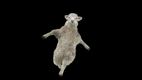 08 Sheep Dancing HD