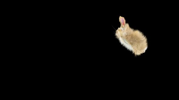 58 Rabbit Swing To Land HD