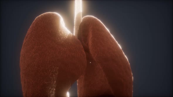 3d Animation of Human Lungs