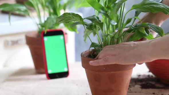 Vlogger recording webinar. Woman's hands plant houseplants in a pot.