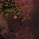 Aerial Top View of Mixed Forest in Spring Time Golden Hour Vivid Forest Colors - VideoHive Item for Sale