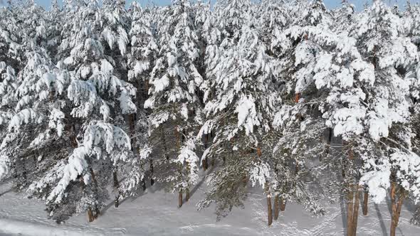 Flying Over a Snowy Winter Forest on a Sunny Day