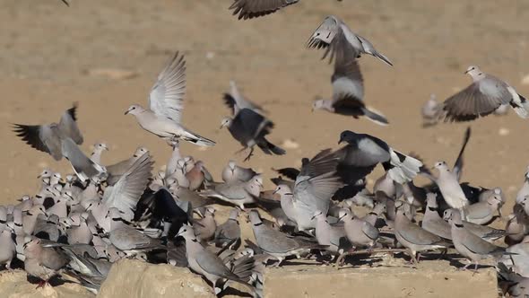 Cape Turtle Doves At Waterhole